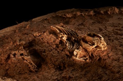 Im IVPP-Satellitenzentrum in Nord-Peking, Tritylodonten, die letzten säugetierähnlichen Reptilien von Ira Block