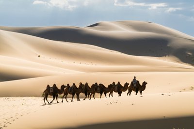 Karawane von Baktrischen Kamelen in den Khongoryn Els im Gobi Gurvansaikhan Nationalpark, 2016 (Foto) von Ira Block