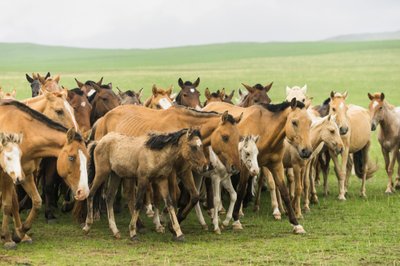Lokale Familie treibt ihre Pferde im Gun-Galuut Naturreservat zusammen von Ira Block