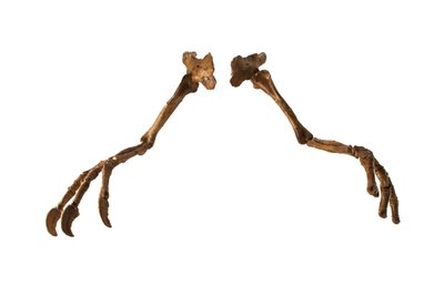 Der mongolische Dinosaurier Deinocheirus, mit seinen riesigen Armen und Klauen von Ira Block