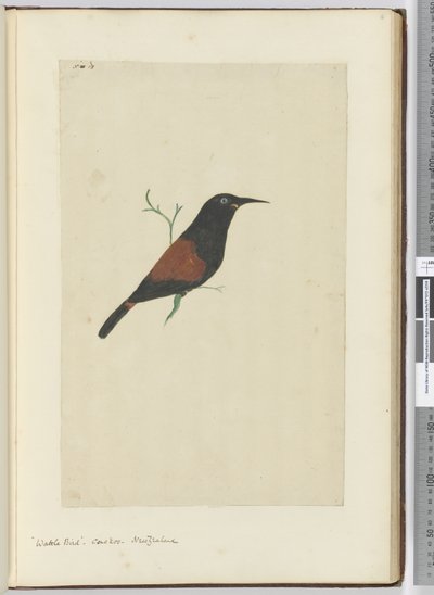 F.18 Lappenstar, Kuckuck, Neuseeland, 1772-75 von Isaac Smith