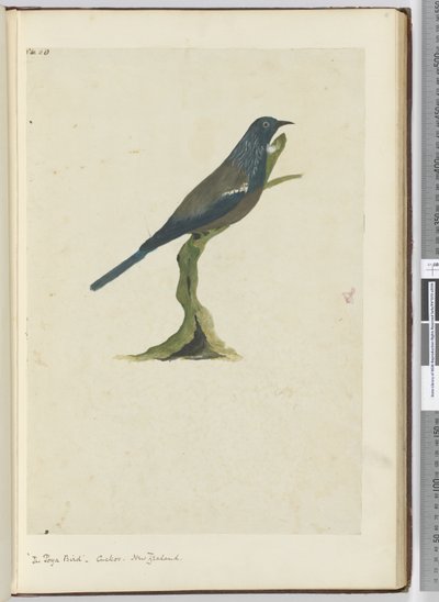 F.20 Der Poya-Vogel, Kuckuck, Neuseeland, 1772-75 von Isaac Smith