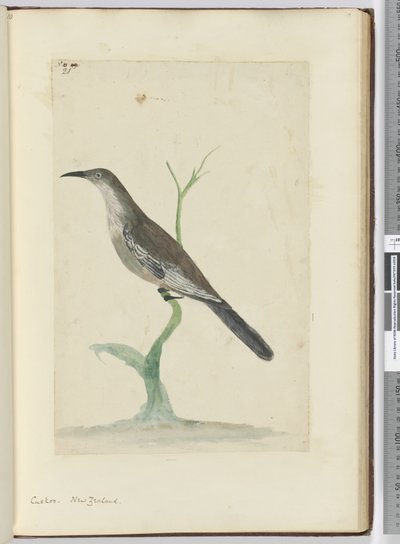 F.21 Kuckuck, Neuseeland, 1772-75 von Isaac Smith