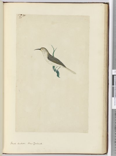 F.23 Kleiner Kuckuck, Neuseeland, 1772-75 von Isaac Smith