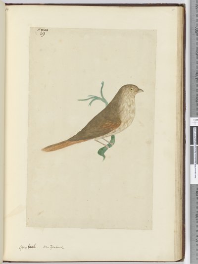 Kernbeißer. Neuseeland, 1772-75 von Isaac Smith