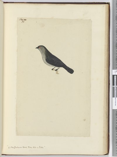 Ein zahmer Vogel aus Neuseeland, ähnlich einem Rotkehlchen, 1772-75 von Isaac Smith