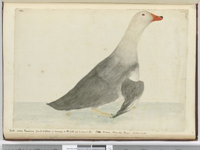 Ente genannt Rennpferd wegen ihrer Schnelligkeit beim Laufen auf dem Wasser, aber sie kann nicht fliegen. Staten Island, Feuerland. Wog 29 Pfund, 1772-75 von Isaac Smith
