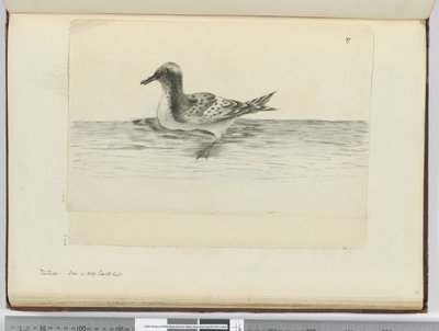 Pintado. Gesehen in hohen südlichen Breiten, 1772-75 von Isaac Smith