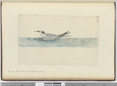 Kleine graue Sturmschwalbe (?) gesehen in der Nähe des Kaps der Guten Hoffnung. Okt. 1772, 1772-75 von Isaac Smith