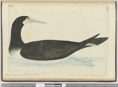 Kormoran aus Neuseeland, der seine Nester in Bäumen baut, 1772-75 von Isaac Smith