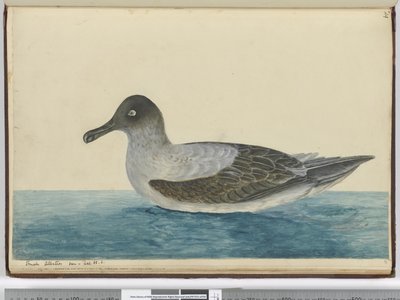 Kleiner Albatros gesehen bei 65° S., 1772-75 von Isaac Smith