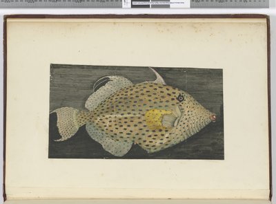 Ein Fisch namens Alte Frau von S. Jago, 1772-75 von Isaac Smith