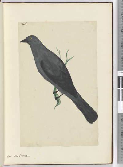 F.6 Krähe, Neukaledonien, 1772-75 von Isaac Smith