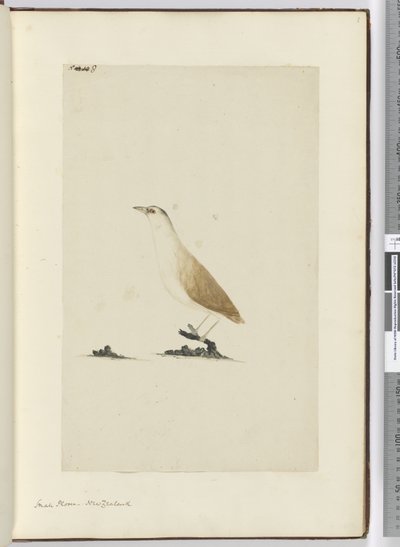 F.8 Kleiner Regenpfeifer, Neuseeland, 1772-75 von Isaac Smith