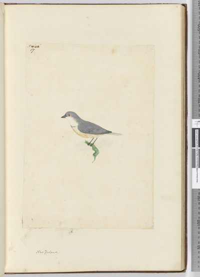 F.17 Unidentifizierter neuseeländischer Vogel, 1772-75 von Isaac Smith