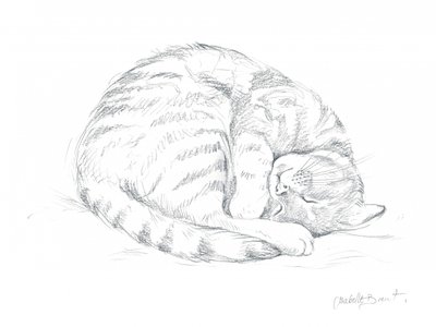 Schlafende Katze Zeichnung von Isabelle Brent