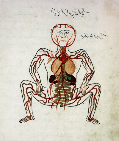 Arabische Medizin: Blutkreislauf und Verdauungssystem, Miniatur aus dem Anatomie-Manuskript Tashrih bi al-Taswir von Mansur ibn Ilyas, 17. Jahrhundert, Istanbul, Universitätsbibliothek von Islamic School