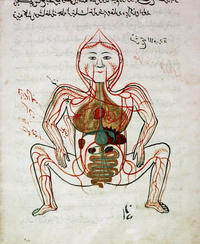 Arabische Medizin: Blutkreislauf und Verdauungssystem, Miniatur aus dem Anatomie-Manuskript Tashrih bi al-Taswir von Mansur ibn Ilyas, 17. Jahrhundert, Istanbul, Universitätsbibliothek von Islamic School
