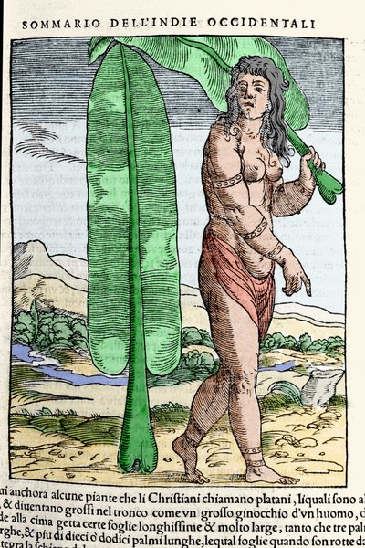 Ein westindischer Eingeborener steht neben einem Tabakblatt. Gravur aus dem Buch „Navigationi und Viaggi“ Bd. III von Giovanni Battista Ramusio (1485-1557), Venedig 1565 von Italian School