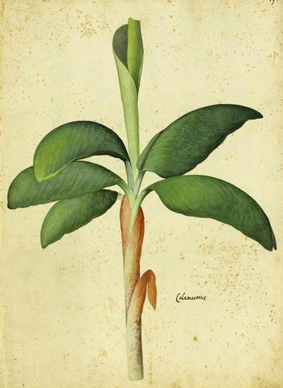 Acorus calamus von Ulisse Aldrovandi von Italian School