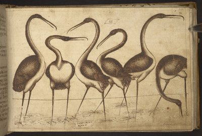 Vögel, aus Historia Animalium, bestehend aus 245 Feder-und-Tinte-Zeichnungen verschiedener Tierarten und mythischer Kreaturen, jeweils begleitet von einer Beschreibung, 1595 von Italian School
