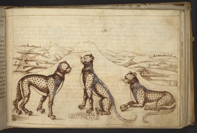 Panther (