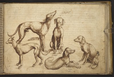Hunde verschiedener Rassen (