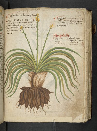 Ein Kräuterbuch, Belluno von Italian School