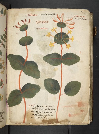 Ein Kräuterbuch, Belluno von Italian School