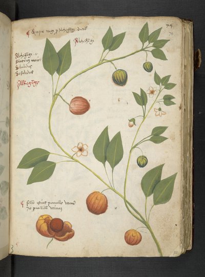 Ein Kräuterbuch, Belluno von Italian School
