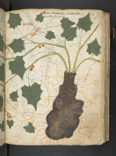 Ein Kräuterbuch, Belluno von Italian School
