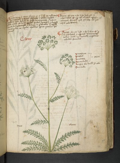 Ein Kräuterbuch, Belluno von Italian School