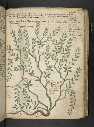 Ein Kräuterbuch, Belluno von Italian School