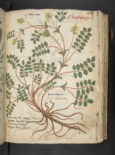 Ein Kräuterbuch, Belluno von Italian School