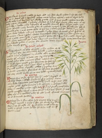 Ein Kräuterbuch, Belluno von Italian School