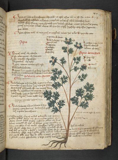 Ein Kräuterbuch, Belluno von Italian School