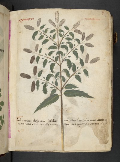 Ein Kräuterbuch, Belluno von Italian School
