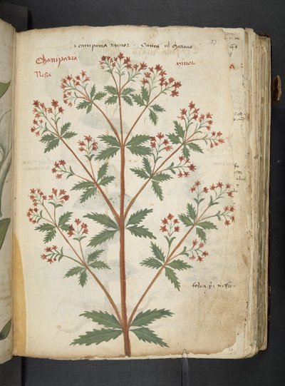 Ein Kräuterbuch, Belluno von Italian School