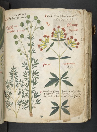 Ein Kräuterbuch, Belluno von Italian School