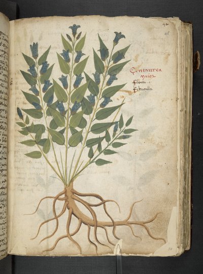 Ein Kräuterbuch, Belluno von Italian School