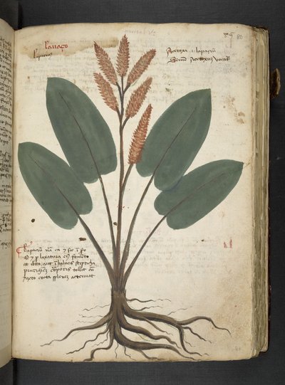 Ein Kräuterbuch, Belluno von Italian School