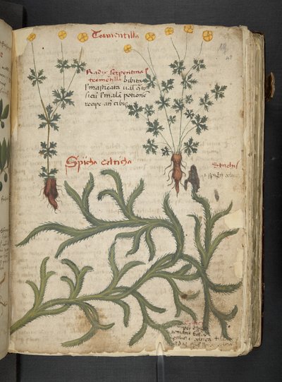 Ein Kräuterbuch, Belluno von Italian School