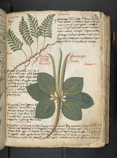 Ein Kräuterbuch, Belluno von Italian School