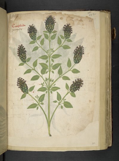 Consolida, aus Ein Kräuterbuch, Belluno von Italian School