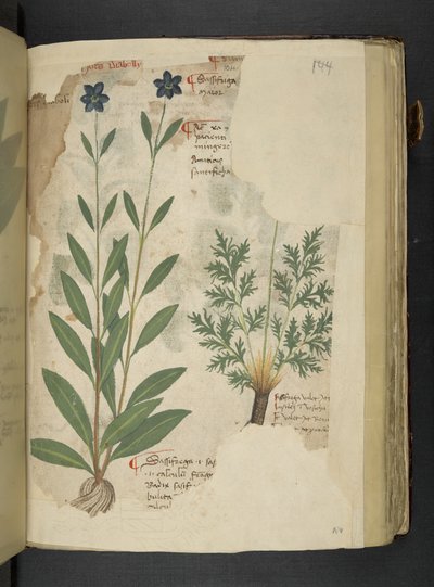 Add MS 41623 f.104r Sassifraga, aus 