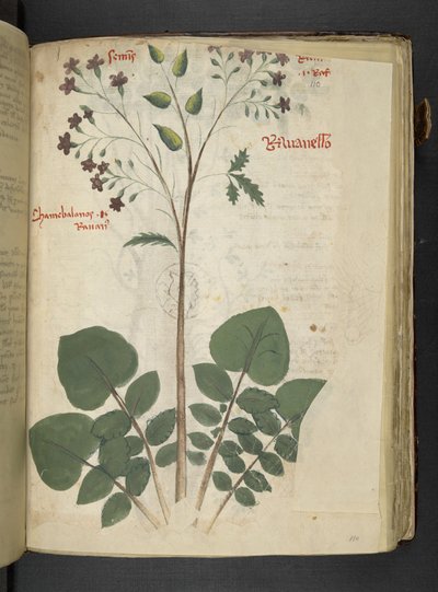 Ein Kräuterbuch, Belluno von Italian School