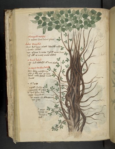 Add MS 41623 f.110v Mangrovenbaum, aus 
