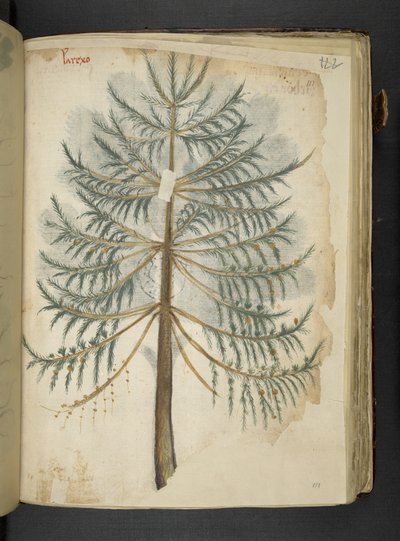 Ein Kräuterbuch, Belluno von Italian School