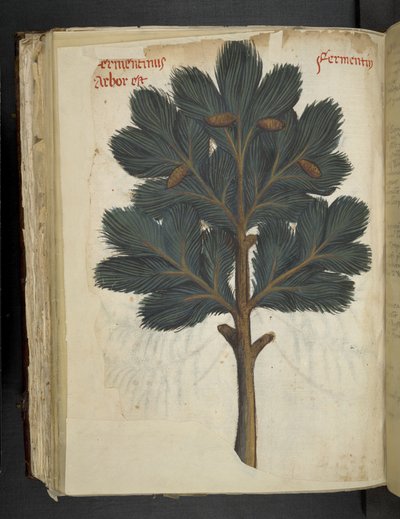 Kiefer, aus Ein Kräuterbuch, Belluno von Italian School