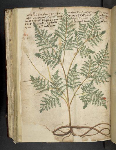 Ein Kräuterbuch, Belluno von Italian School